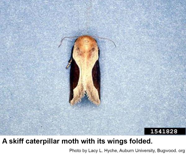 A skiff caterpillar moth with its wings folded.
